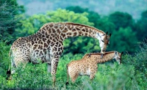 image003